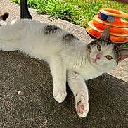 White Cat joined the competition — help win amazing prizes! cat, feline, pet, outdoor, concrete, pavement, grass, toy, orange_toy, paw, pink_nose, yellow_eyes, lying_down, relaxed, sunlight, shadow, whiskers, ear, close_up, portrait