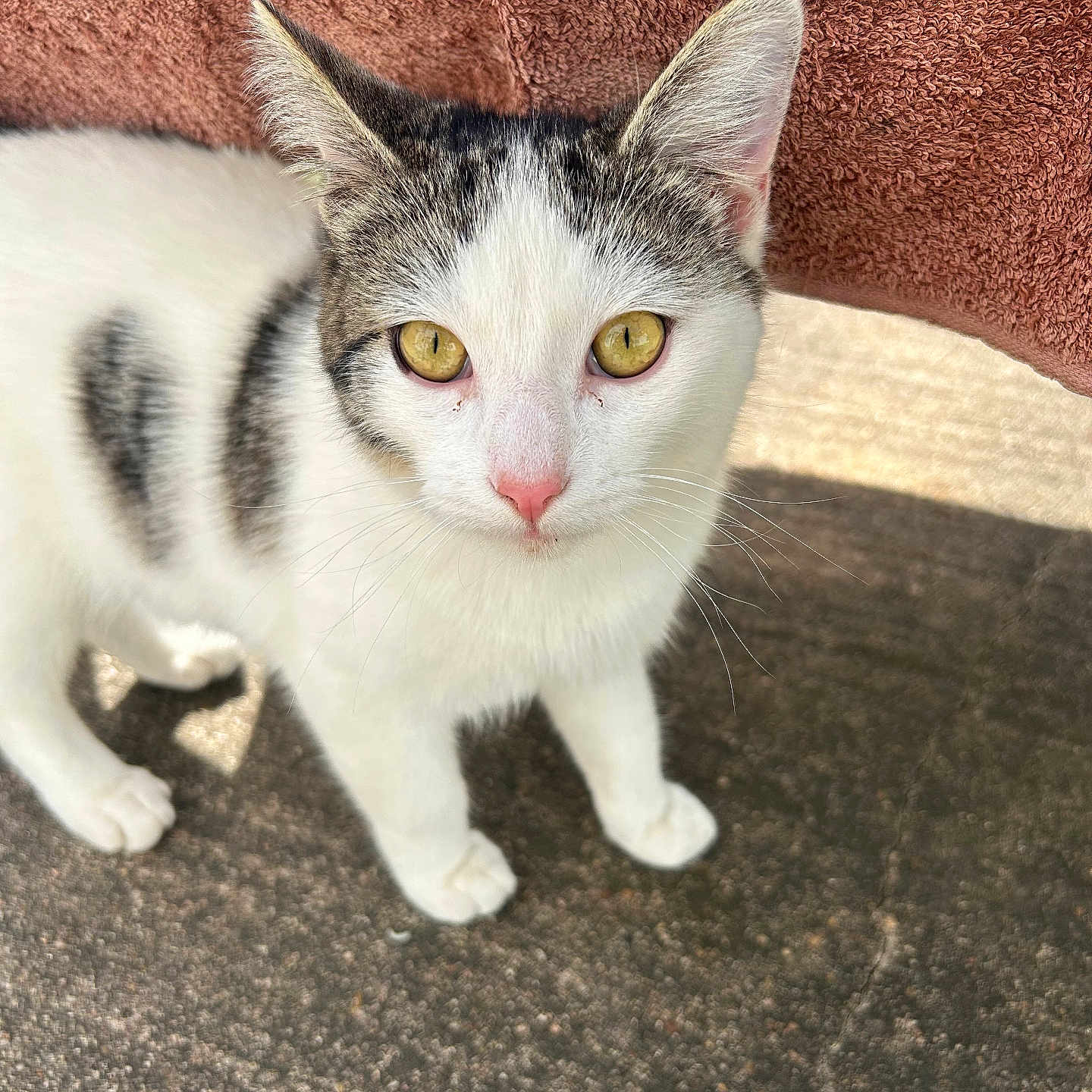 White Cat joined the competition — help win amazing prizes! cat, close_up, ears, eyes, fur, kitten, looking_at_camera, outdoor, pavement, paws, pet, pink_nose, portrait, shadow, sunlight, tabby, texture, towel, whiskers, white_fur