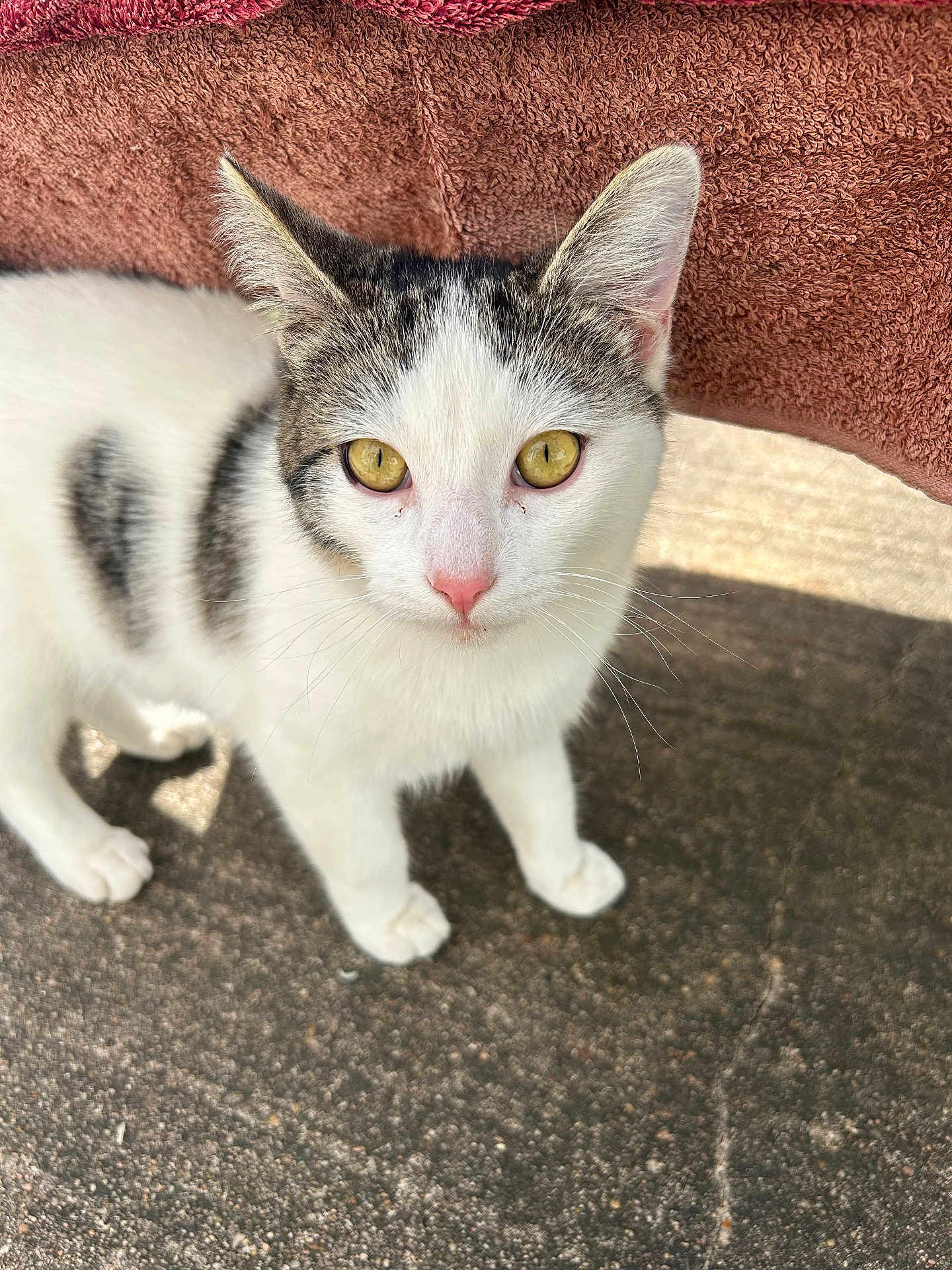 White Cat joined the competition — help win amazing prizes! cat, kitten, pet, eyes, whiskers, fur, pink_nose, towel, pavement, close_up, portrait, white_fur, tabby, ears, paws, looking_at_camera, sunlight, shadow, outdoor, texture