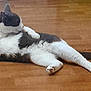 Gribouille participe au concours pour gagner de l'argent avec cette photo : cat, animal, pet, indoor, floor, wooden_floor, grooming, white, gray, relaxed, lying_down, feline, domestic_cat, cleaning, paw, tail, fur, mammal, quiet, resting