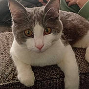 Gribouille a rejoint le concours — aidez-le/la à gagner de superbes lots ! cat, gray_and_white, pet, animal, couch, indoor, close_up, feline, whiskers, paw, relaxed, person, hand, phone, textured_fabric, domestic, cute, alert, eyes, home