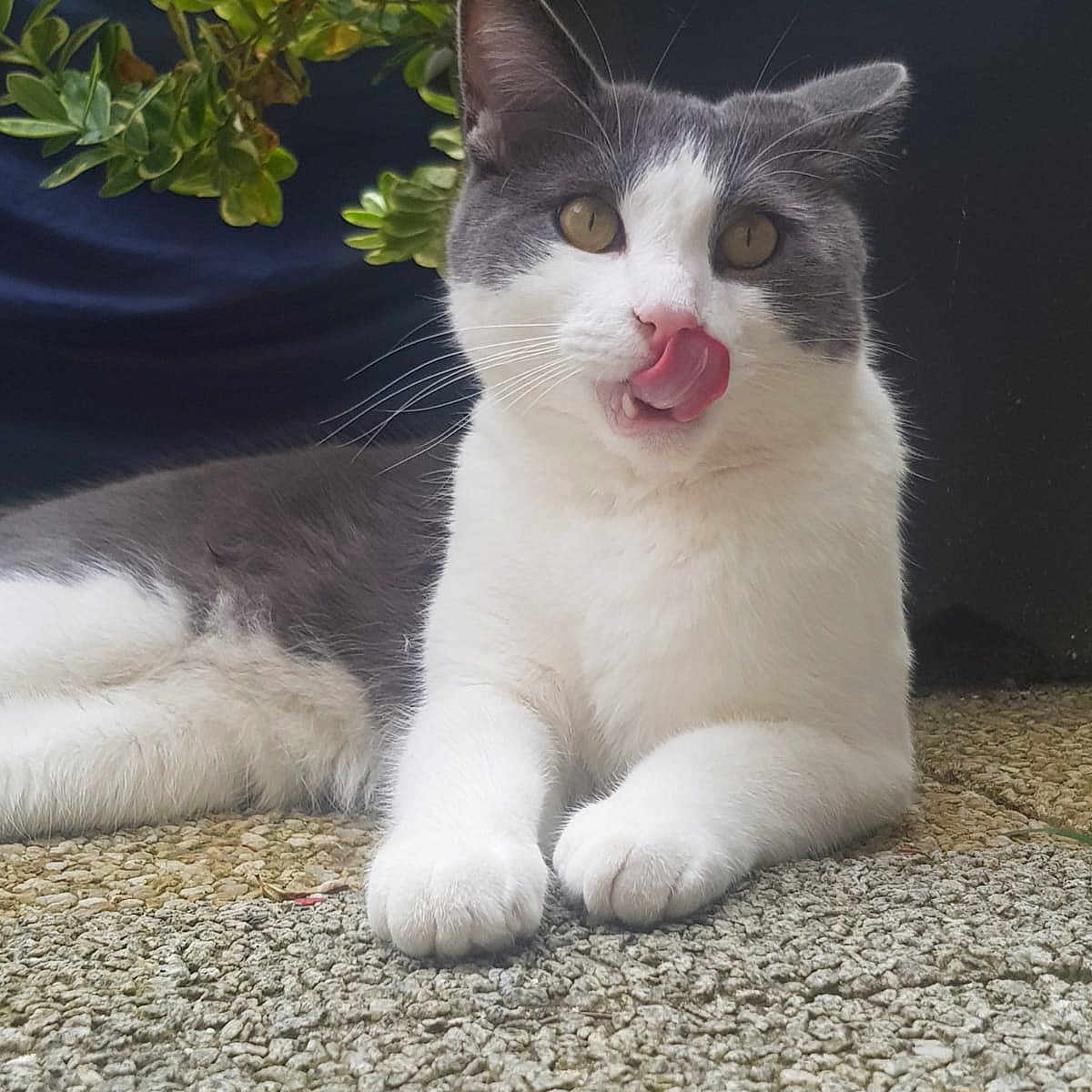 Gribouille participe au concours pour gagner de l'argent avec cette photo : animal, cat, closeup, cute, eyes, face, fur, greenery, grey_and_white, lying_down, nature, outdoor, paws, pet, plant, playful, pot, relaxed, tongue_out, whiskers