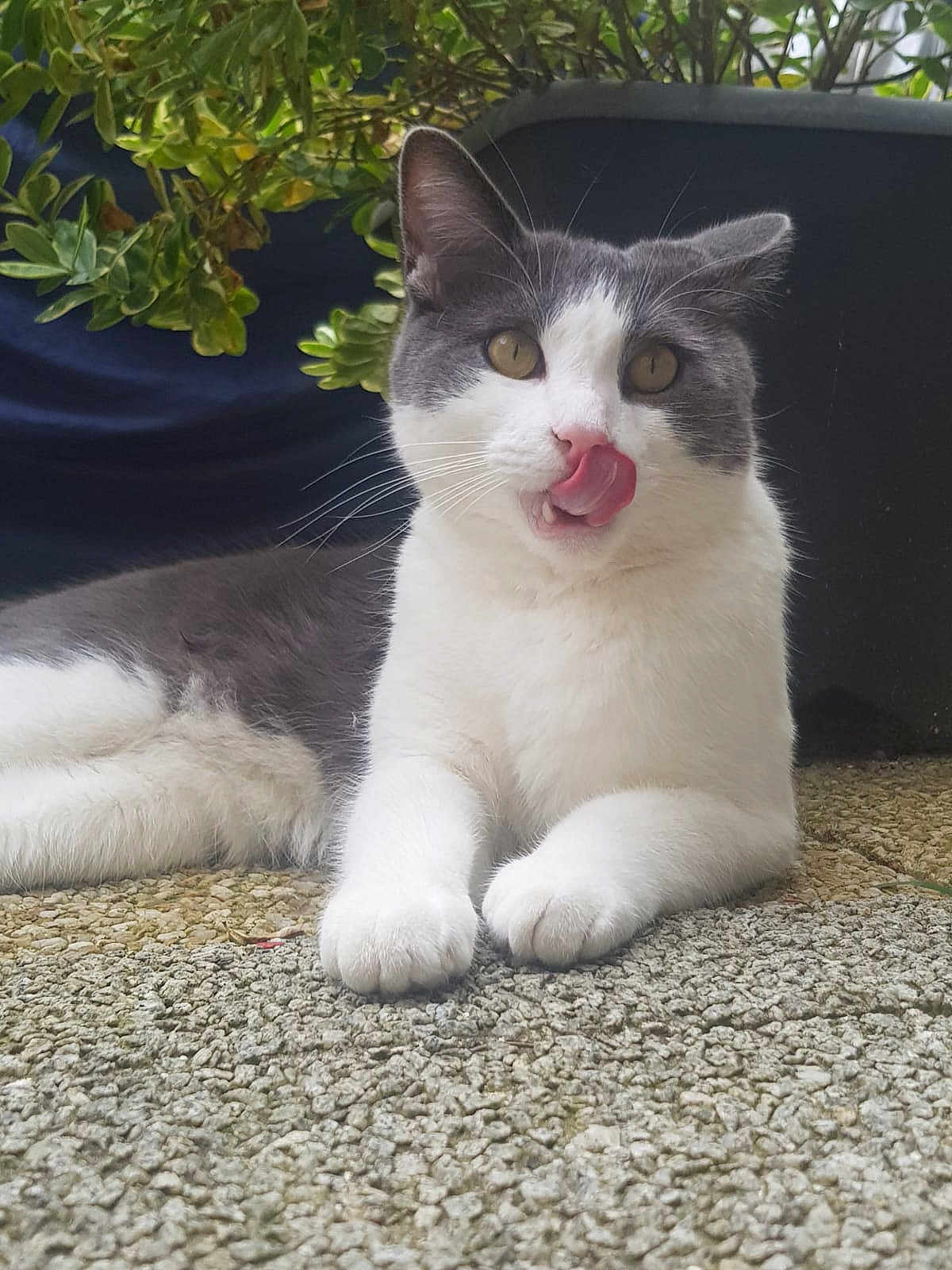 Gribouille participe au concours pour gagner de l'argent avec cette photo : cat, animal, pet, grey_and_white, lying_down, tongue_out, playful, whiskers, outdoor, greenery, plant, pot, fur, cute, relaxed, closeup, face, eyes, paws, nature
