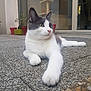Gribouille a rejoint le concours — aidez-le/la à gagner de superbes lots ! cat, gray_and_white_cat, outdoor, patio, potted_plants, cat_tree, relaxed, stretching_paw, close_up, animal, pet, feline, whiskers, alert, daylight, concrete_floor, window, reflection, domestic_cat, side_view