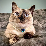 Purrogi joined the competition — help win amazing prizes! cat, blue_eyes, pearl_necklace, jewelry, close_up, portrait, feline, pet, cute, fluffy, whiskers, relaxed, indoor, soft_texture, gray_blanket, animal, mammal, domestic_cat, resting, adorable