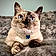 Purrogi