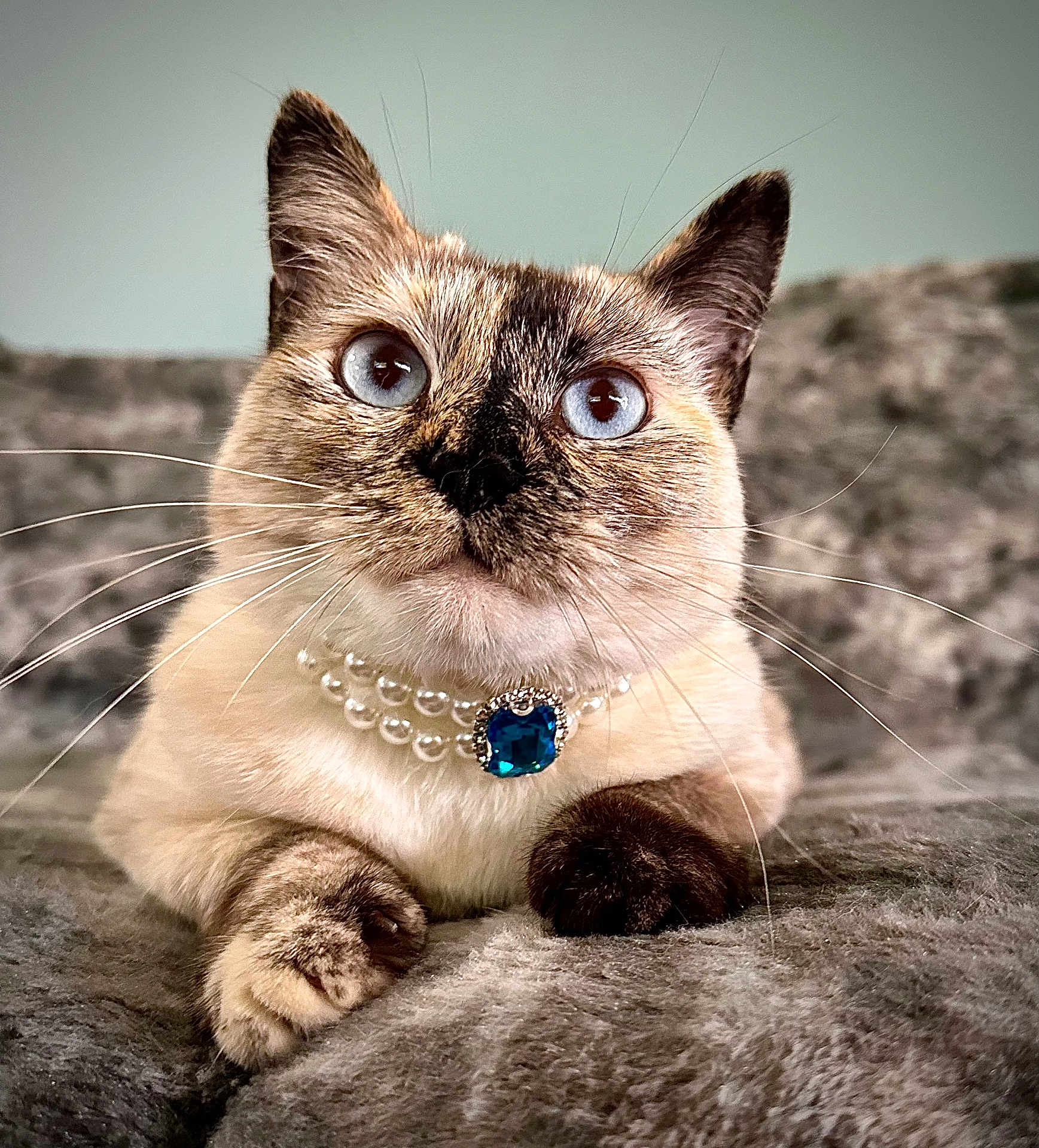 Purrogi