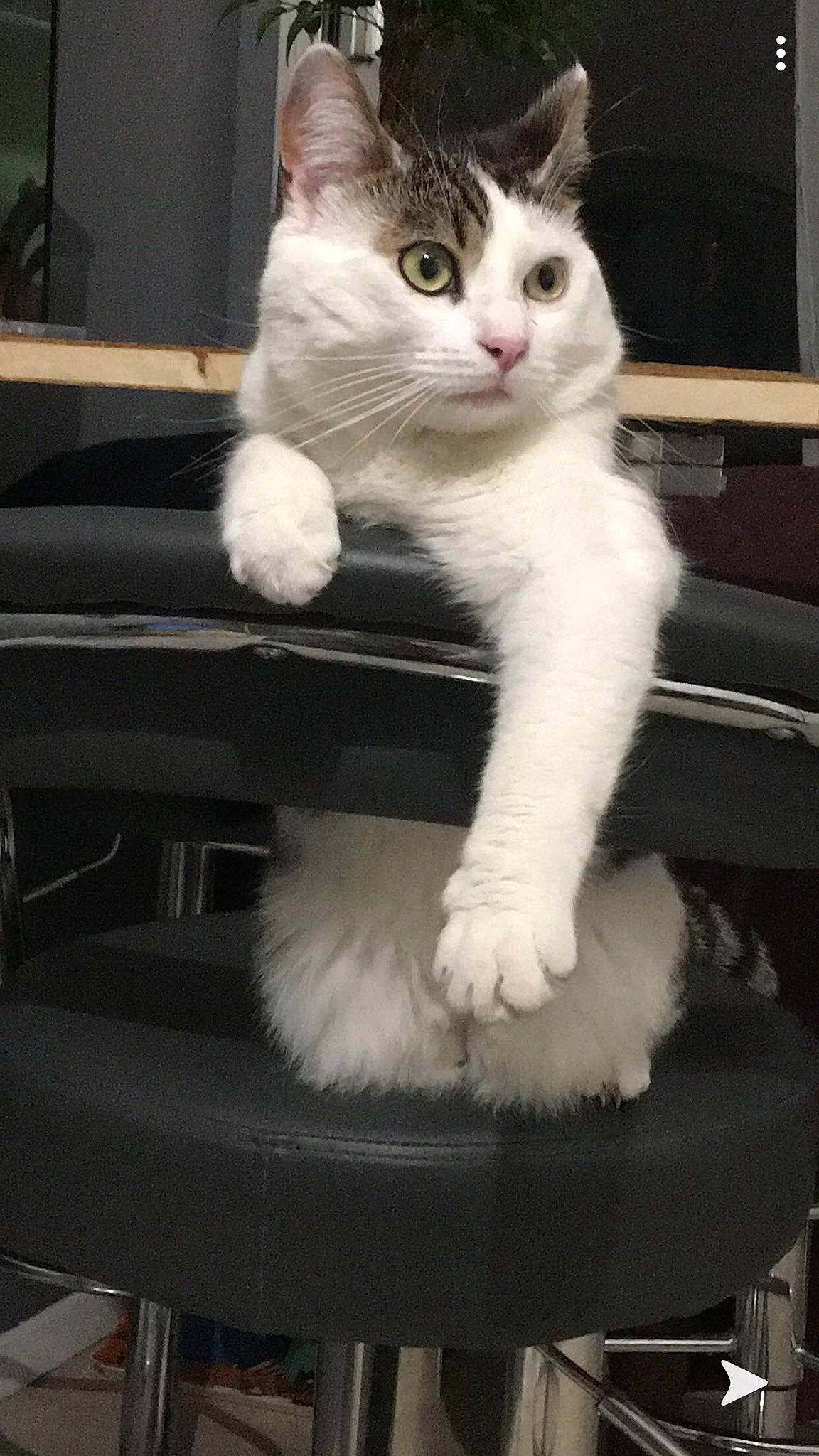 Garoto a rejoint le concours — aidez-le/la à gagner de superbes lots ! carnivore, cat, domestic_long_haired_cat, domestic_short_haired_cat, felidae, fur, kitten, mammal, norwegian_forest_cat, paw, polydactyl_cat, small_to_medium_sized_cats, turkish_angora, turkish_van, whiskers