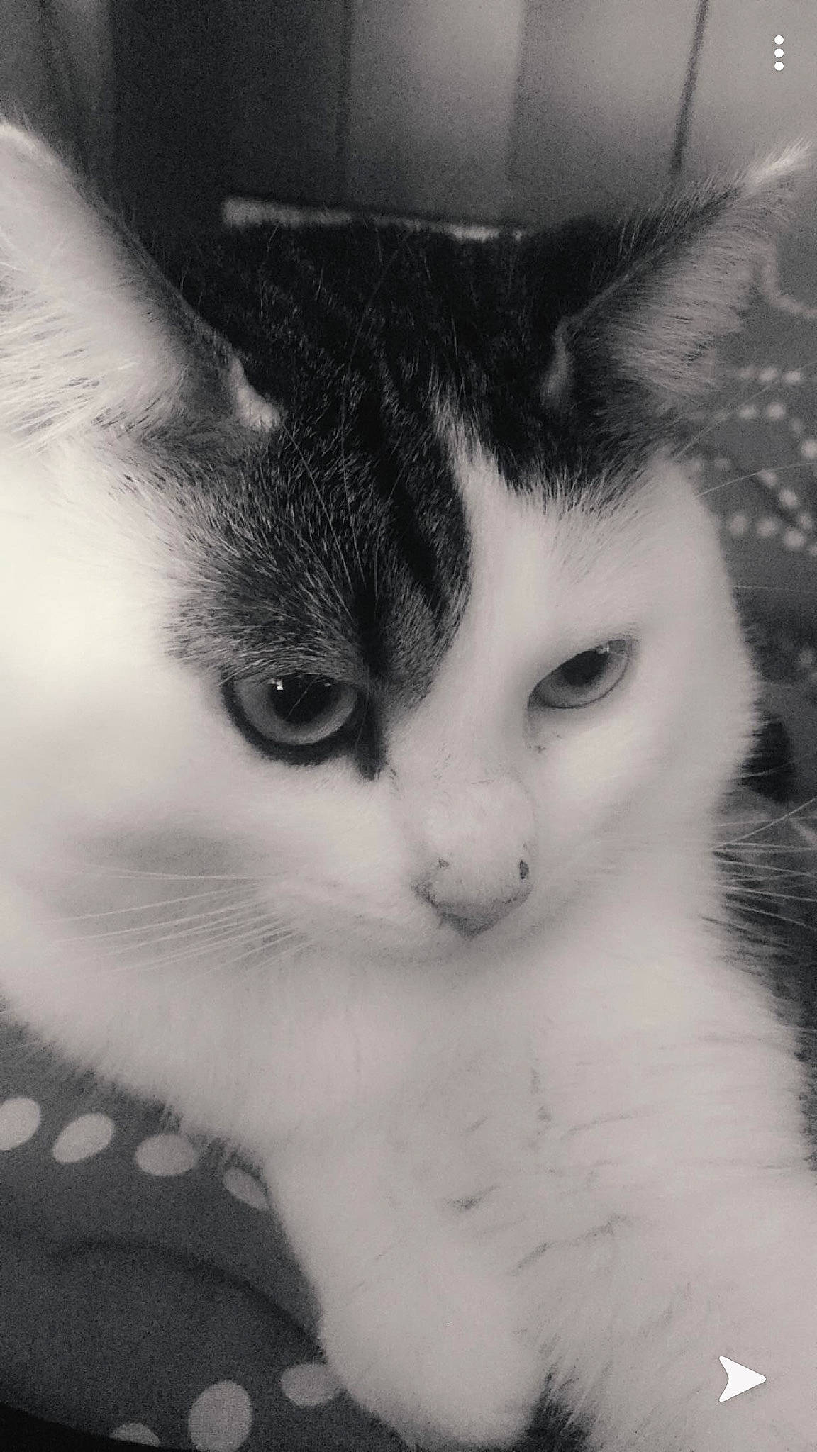 Garoto participe au concours pour gagner de l'argent avec cette photo : aegean_cat, american_wirehair, black_and_white, carnivore, cat, domestic_short_haired_cat, european_shorthair, eye, felidae, fur, kitten, monochrome, monochrome_photography, nose, photography, small_to_medium_sized_cats, snout, style, whiskers, white