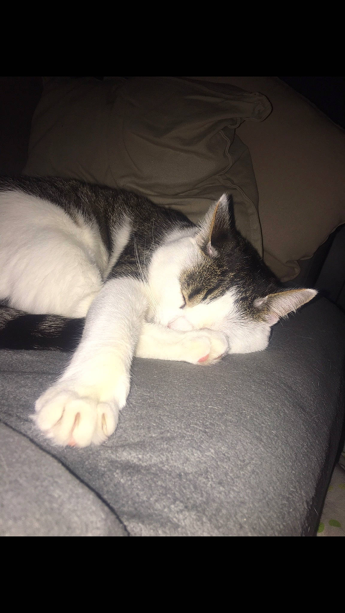 Garoto a rejoint le concours — aidez-le/la à gagner de superbes lots ! carnivore, cat, comfort, domestic_short_haired_cat, ear, european_shorthair, eye, felidae, fur, kitten, leg, nap, nose, paw, polydactyl_cat, sleep, small_to_medium_sized_cats, snout, tail, whiskers