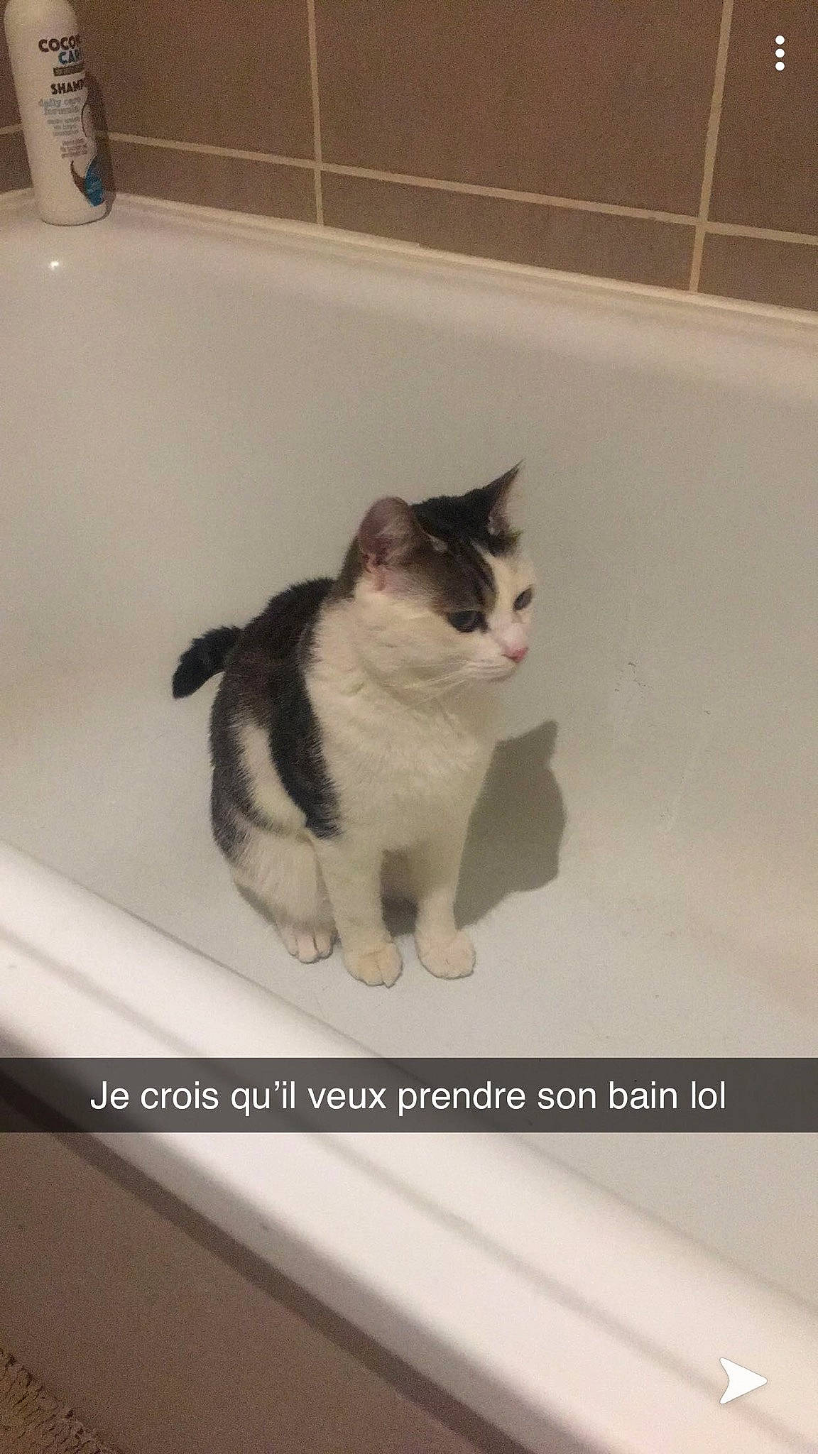 Garoto participe au concours pour gagner de l'argent avec cette photo : aegean_cat, bathtub, carnivore, cat, domestic_short_haired_cat, european_shorthair, fawn, felidae, kitten, photo_caption, plumbing_fixture, polydactyl_cat, sink, small_to_medium_sized_cats, tail, whiskers