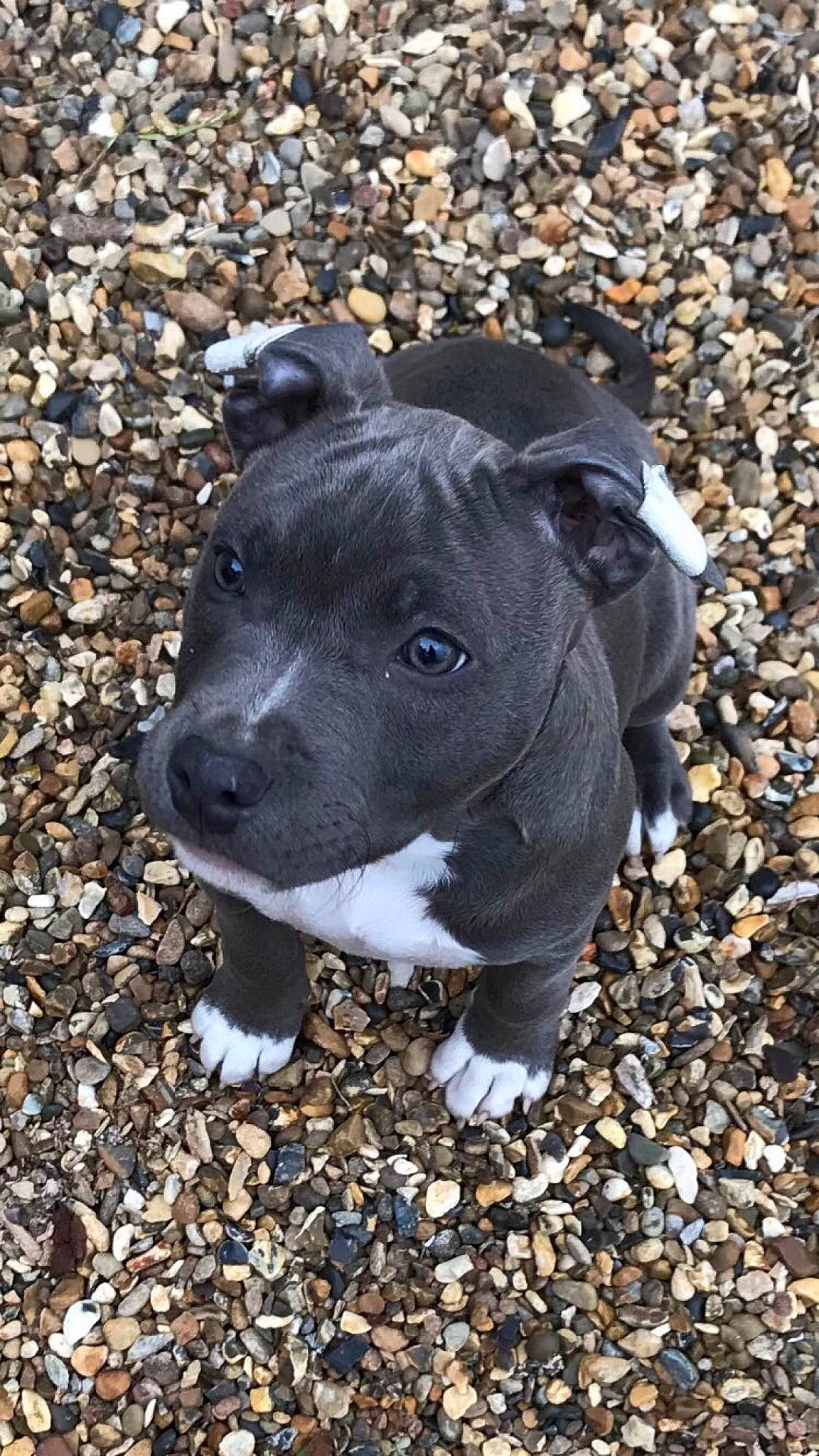 Pablo participe au concours pour gagner de l'argent avec cette photo : american_pit_bull_terrier, american_staffordshire_terrier, canidae, carnivore, dog, dog_breed, fawn, mammal, non_sporting_group, pit_bull, puppy, snout, staffordshire_bull_terrier, terrier, vertebrate