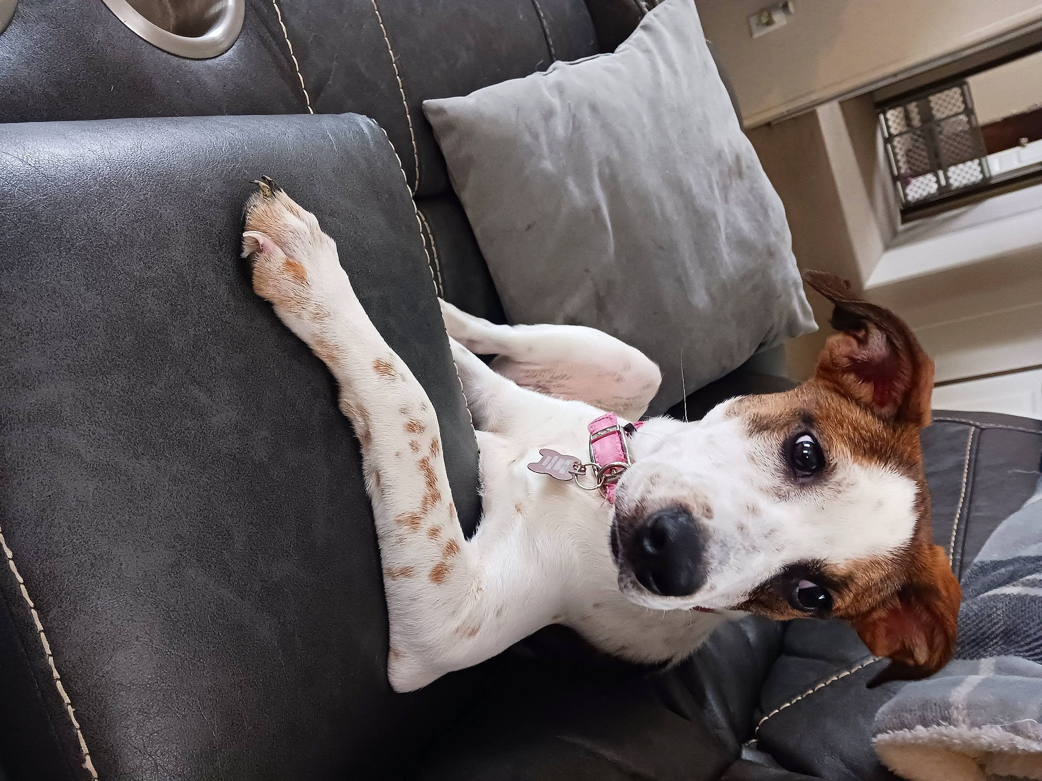 Stella Mae joined the competition — help win amazing prizes! canidae, carnivore, collar, comfort, companion_dog, couch, dog, dog_breed, dog_collar, dog_supply, fawn, linens, luxury_vehicle, non_sporting_group, pet_supply, snout, sporting_group, whiskers, working_animal