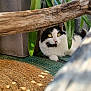 cat, black_and_white_cat, plant, green_leaves, wooden_branch, rug, sunlight, shadow, pet, animal, indoor, curious, relaxed, feline, whiskers, yellow_eyes, resting, texture, natural_light, closeup