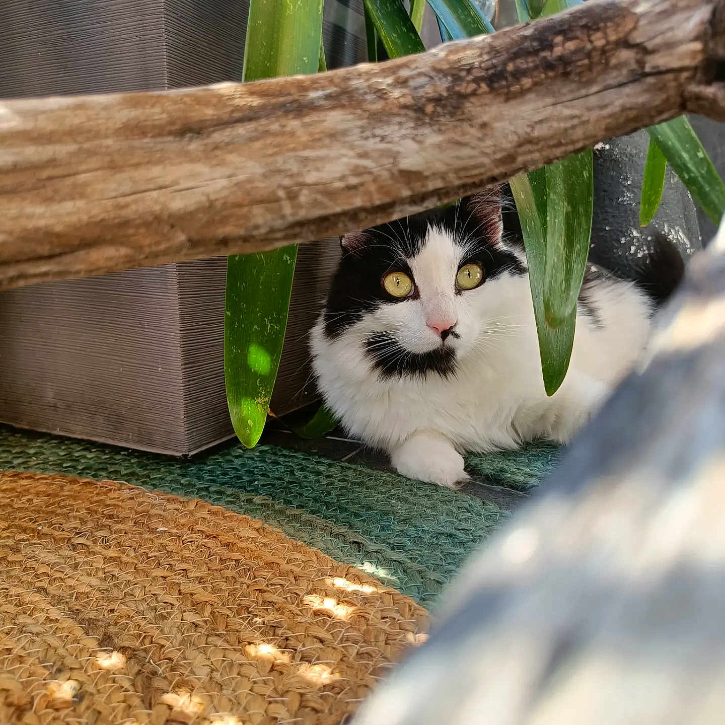 Sky participe au concours pour gagner de l'argent avec cette photo : animal, black_and_white_cat, cat, closeup, curious, feline, green_leaves, indoor, natural_light, pet, plant, relaxed, resting, rug, shadow, sunlight, texture, whiskers, wooden_branch, yellow_eyes