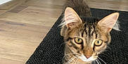 Raya a rejoint le concours — aidez-le/la à gagner de superbes lots ! cat, tabby, pet, animal, indoor, walking, floor, rug, tail, whiskers, ears, curious, feline, closeup, house, domestic, mammal, cute, young, tabby_cat
