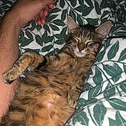 Raya participe au concours pour gagner de l'argent avec cette photo : kitten, cat, sleeping, furry, tabby, pet, animal, cute, relaxed, paw, whiskers, bed, blanket, leaf_pattern, human_arm, cozy, indoor, resting, domestic, fur