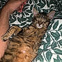 kitten, cat, sleeping, furry, tabby, pet, animal, cute, relaxed, paw, whiskers, bed, blanket, leaf_pattern, human_arm, cozy, indoor, resting, domestic, fur
