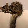 Raya a rejoint le concours — aidez-le/la à gagner de superbes lots ! cat, tabby, sleeping, fluffy, tail, couch, indoor, pet, resting, feline, fur, cozy, relaxed, animal, cute, whiskers, ears, domestic, nap, soft