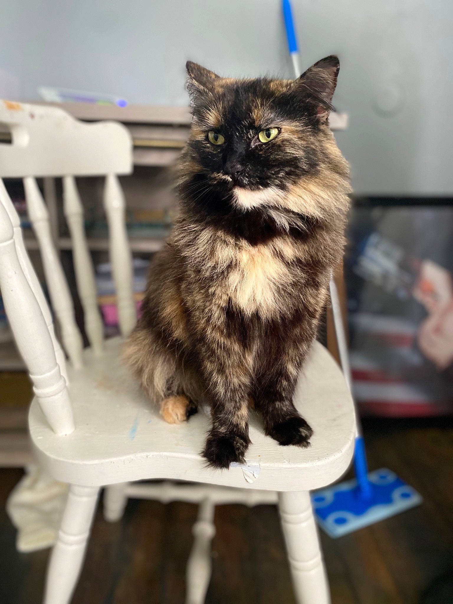 Bacon is registered to the contest to win money with this photo: black_cat, box, carnivore, cat, chair, claw, domestic_short_haired_cat, felidae, fur, monochrome, monochrome_photography, outdoor_furniture, paw, sitting, small_to_medium_sized_cats, snout, table, tail, whiskers