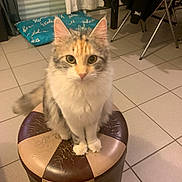 California a rejoint le concours — aidez-le/la à gagner de superbes lots ! cat, feline, fluffy, pet, indoor, stool, leather, curious, animal, tile_floor, cushion, clothing, furniture, home, domestic, sitting, whiskers, ears, tail, cute
