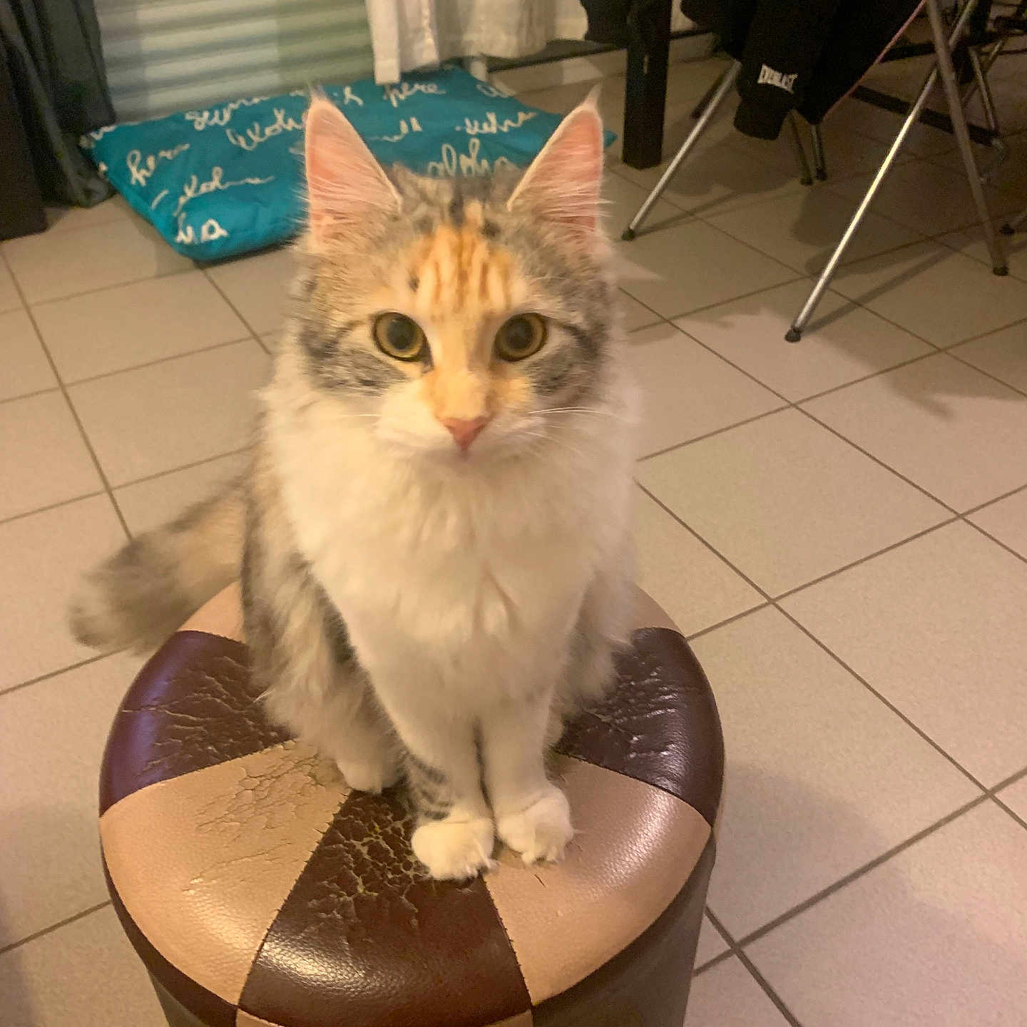 California a rejoint le concours — aidez-le/la à gagner de superbes lots ! cat, feline, fluffy, pet, indoor, stool, leather, curious, animal, tile_floor, cushion, clothing, furniture, home, domestic, sitting, whiskers, ears, tail, cute