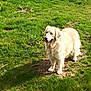 animal, canine, cockerspaniel, dog, eskimodog, field, goldenretriever, grass, grassland, hound, lawn, nature, outdoors, pet, plant, puppy, summer, terrier, whitedog, yard