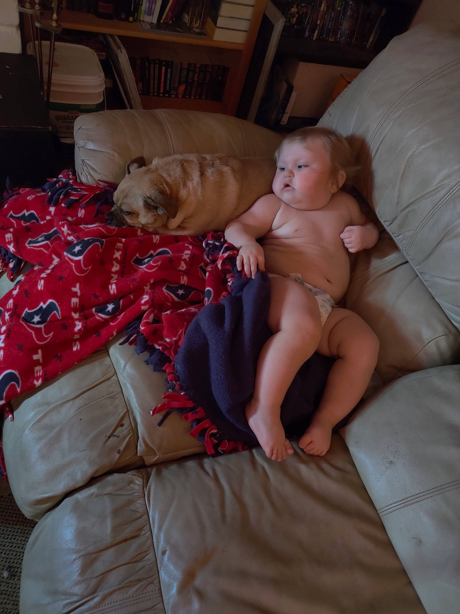 Hensley joined the competition — help win amazing prizes! canidae, comfort, dog_breed, fawn, furniture, person, room, sporting_group