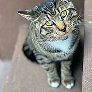 Taco joined the competition — help win amazing prizes! cat, tabby, green_eyes, whiskers, fur, close_up, curious, pet, animal, stripes, outdoor, soft_focus, looking_up, paws, mammal, cute, domestic_cat, feline, collar, sitting