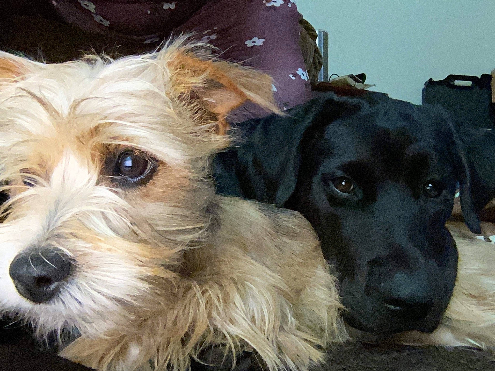 Abby joined the competition — help win amazing prizes! biewer_terrier, canidae, carnivore, collar, companion_dog, dog, dog_breed, dog_collar, dog_supply, eyewear, fur, puppy, small_terrier, snout, sporting_group, terrier, toy, toy_dog, working_animal, yorkipoo