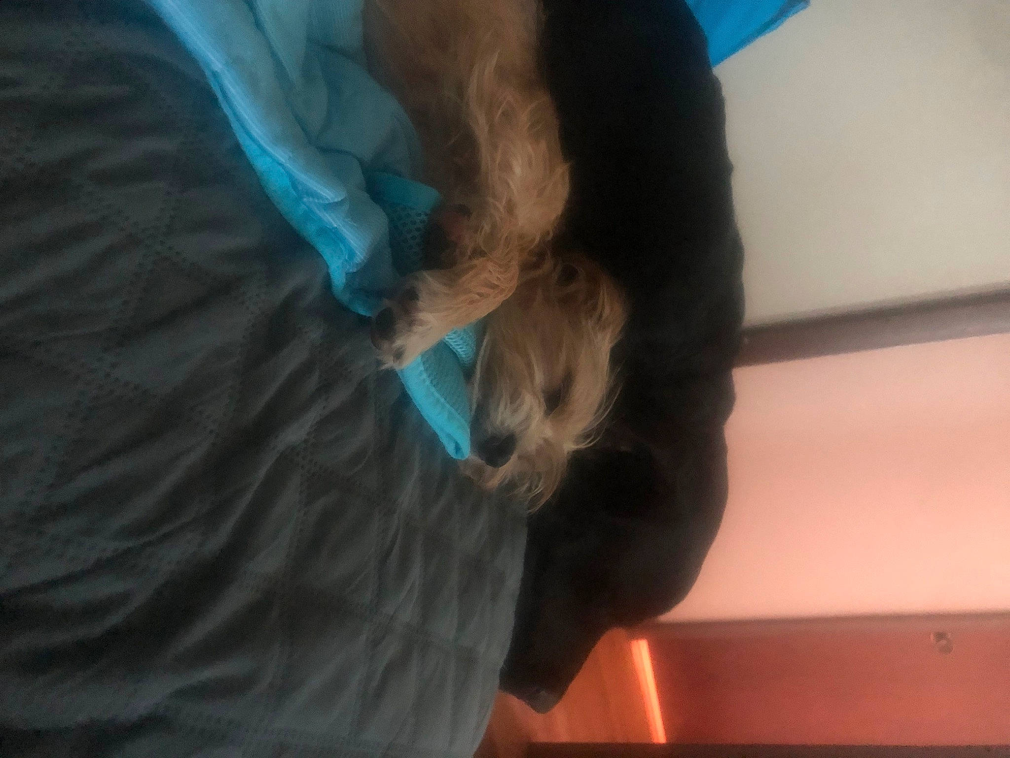 Tootsie is registered to the contest to win money with this photo: child, comfort, companion_dog, dog_breed, elbow, electric_blue, felidae, fun, fur, gesture, human_leg, nail, room, service, sporting_group, wrist