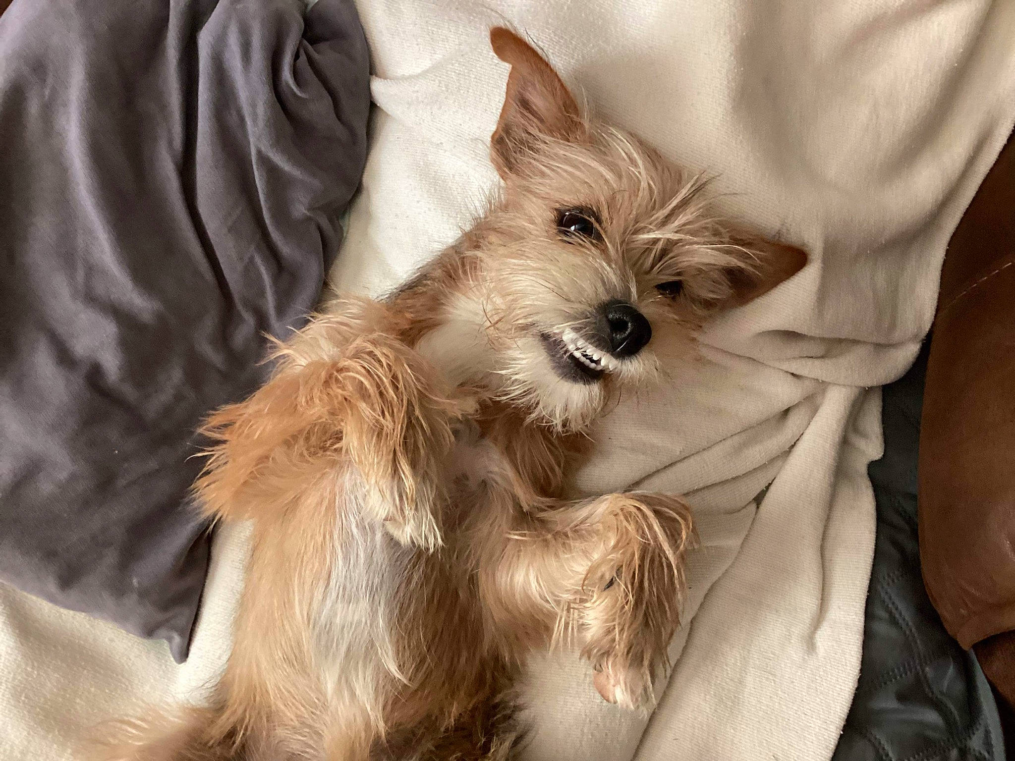 Tootsie joined the competition — help win amazing prizes! canidae, carnivore, companion_dog, dog, dog_breed, dog_supply, ear, fawn, fur, liver, non_sporting_group, small_terrier, terrestrial_animal, toy_dog, whiskers