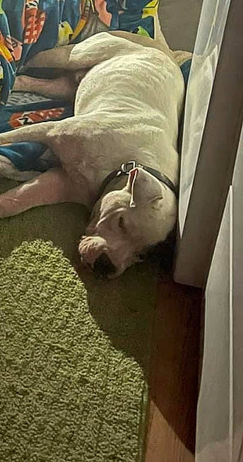 Buddy is registered to the contest to win money with this photo: carnivore, comfort, companion_dog, couch, dog, dog_breed, fawn, felidae, flooring, fur, hardwood, human_leg, knee, linens, small_to_medium_sized_cats, snout, sporting_group, toy_dog, wood, working_animal