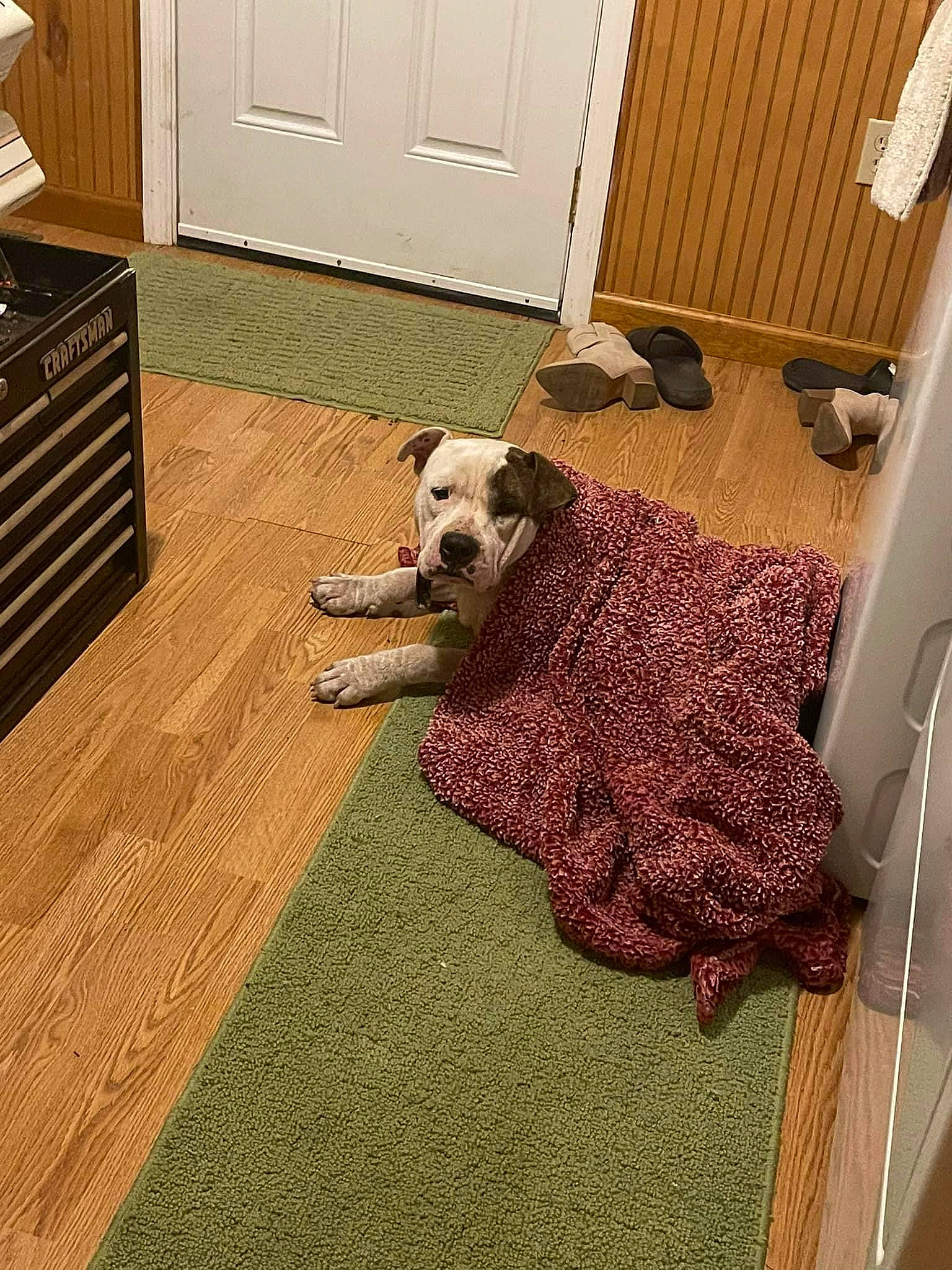 Buddy joined the competition — help win amazing prizes! cabinetry, carnivore, comfort, companion_dog, dog, dog_breed, door, drawer, fawn, floor, flooring, hardwood, interior_design, laminate_flooring, living_room, pattern, room, wood, wood_flooring, wood_stain