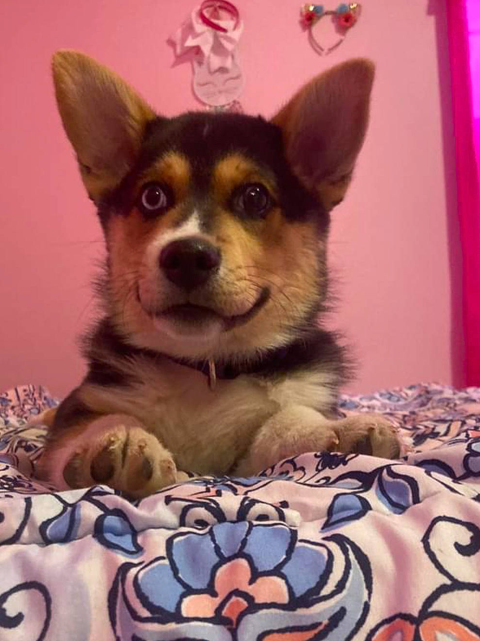 Bear joined the competition — help win amazing prizes! ancient_dog_breeds, canidae, carnivore, companion_dog, corgi_chihuahua, dog, dog_breed, dog_supply, fawn, fur, linens, magenta, pattern, snout, terrestrial_animal, toy_dog, whiskers, working_animal