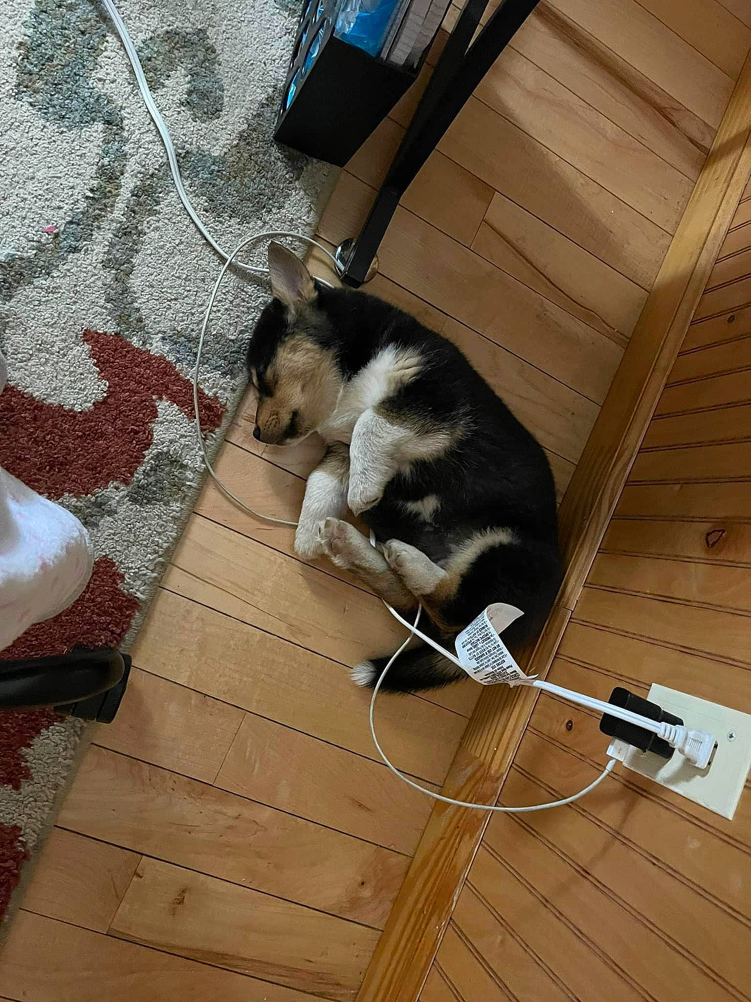 Bear is registered to the contest to win money with this photo: brown, carnivore, cat, comfort, companion_dog, dog_breed, domestic_short_haired_cat, fawn, felidae, floor, flooring, hardwood, laminate_flooring, plywood, small_to_medium_sized_cats, tail, whiskers, wood, wood_flooring, wood_stain