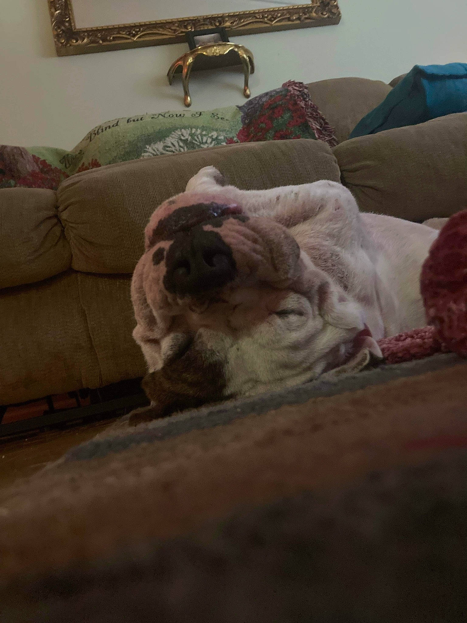 Buddy joined the competition — help win amazing prizes! brown, carnivore, comfort, companion_dog, couch, dog, dog_breed, fawn, felidae, flooring, furniture, hardwood, interior_design, linens, living_room, pillow, room, studio_couch, toy_dog, wood