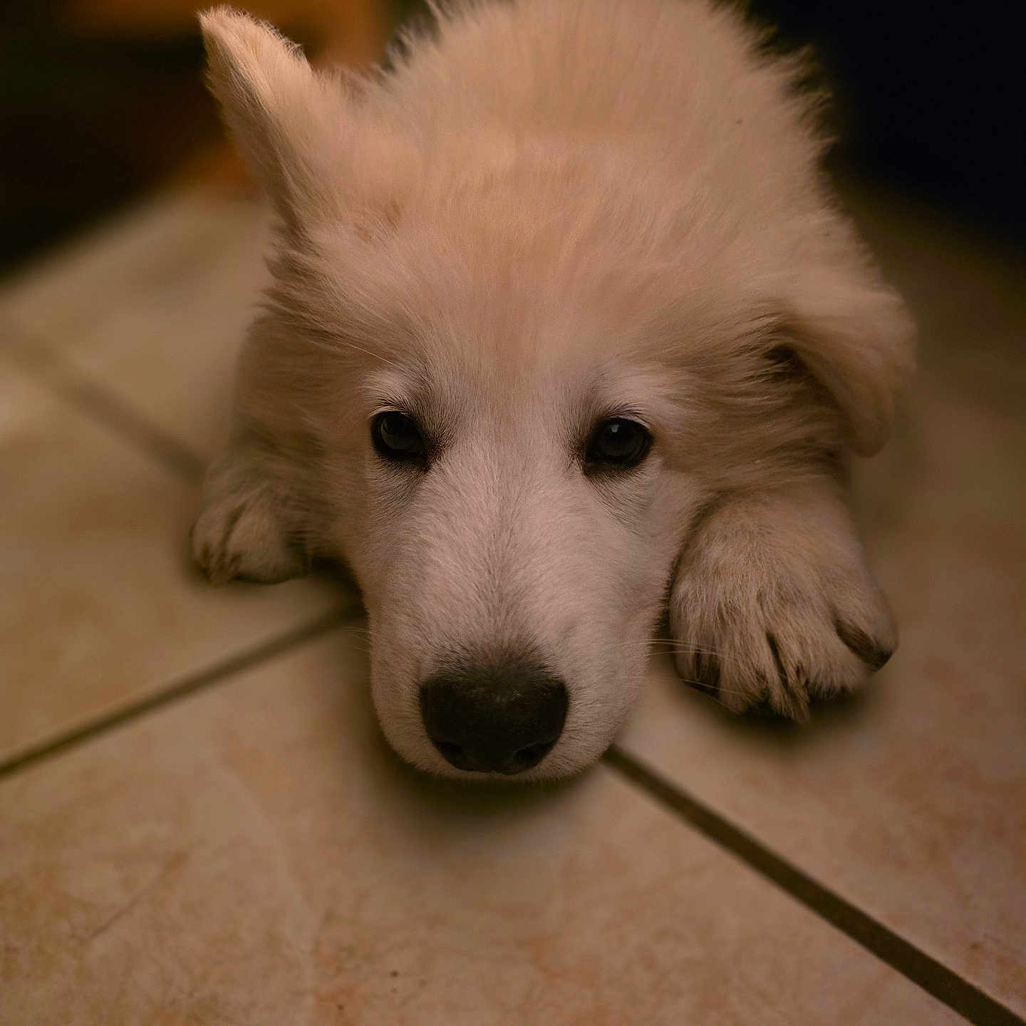 Ares participe au concours pour gagner de l'argent avec cette photo : adorable, animal, canine, close_up, cute, dog, domestic_animal, ears, fluffy, fur, indoors, lying_down, nose, paw, pet, portrait, puppy, tile_floor, white_fur, young_dog