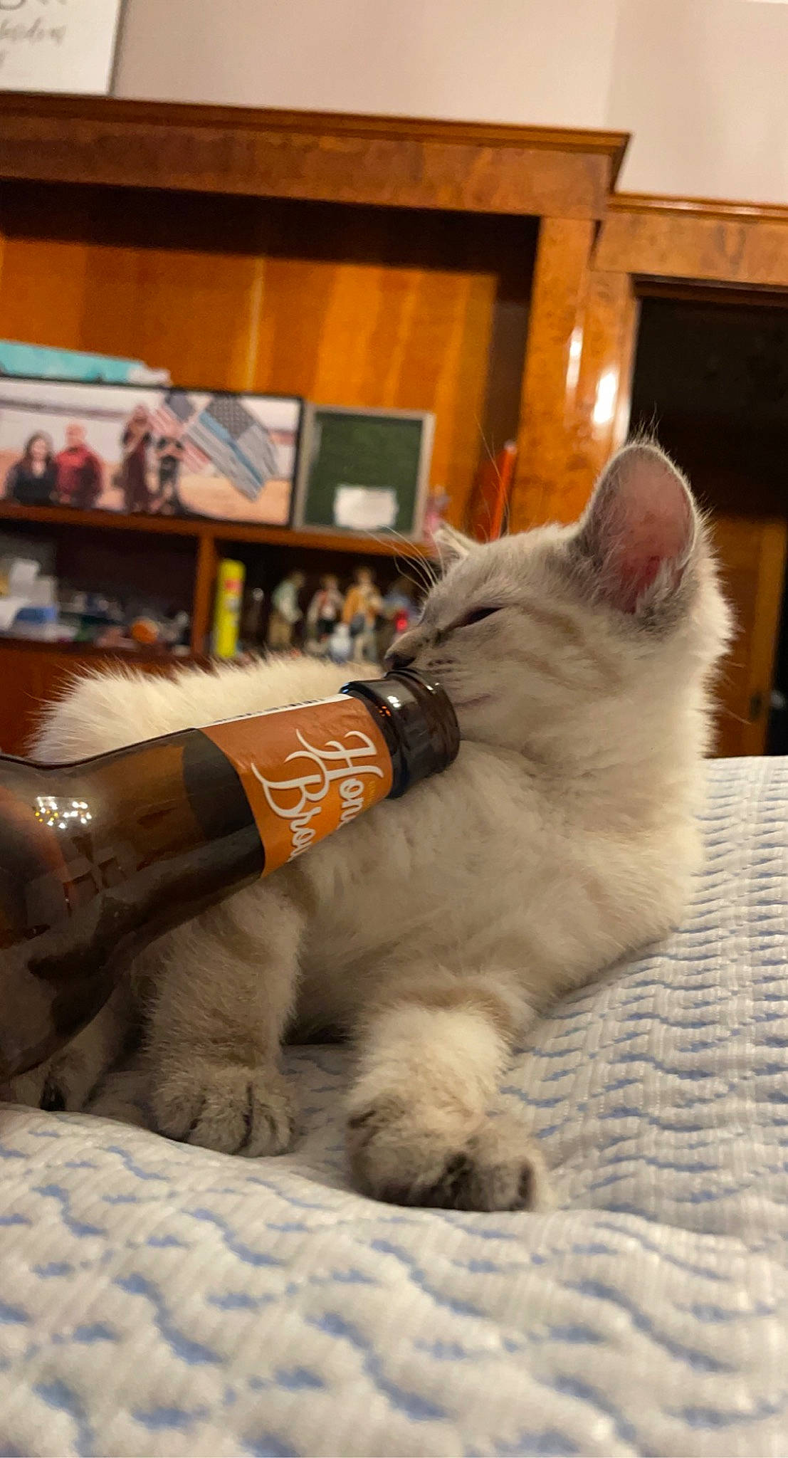 Zombie is registered to the contest to win money with this photo: canidae, carnivore, cat, claw, comfort, companion_dog, dog_breed, domestic_short_haired_cat, fawn, felidae, flooring, fur, hardwood, paw, sitting, small_to_medium_sized_cats, snout, tail, whiskers, wood