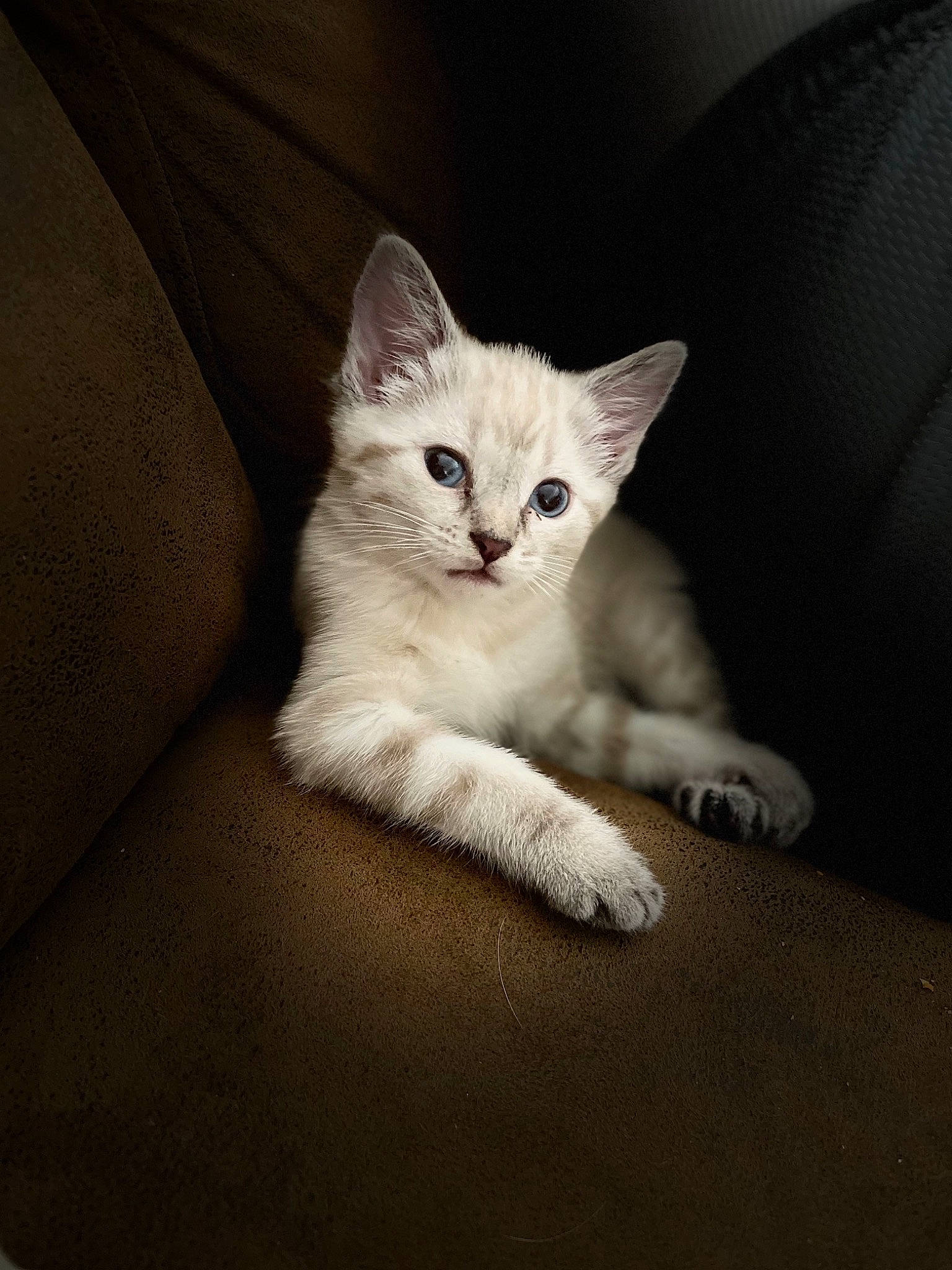 Zombie is registered to the contest to win money with this photo: carnivore, cat, claw, comfort, couch, darkness, domestic_short_haired_cat, fawn, felidae, fur, grey, linens, paw, sitting, small_to_medium_sized_cats, snout, tail, whiskers