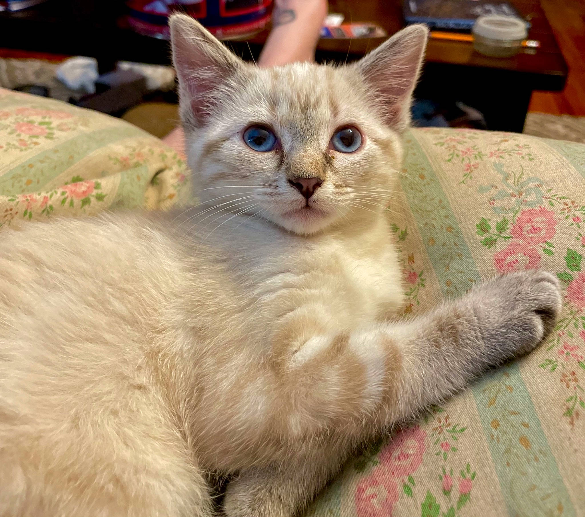 Zombie is registered to the contest to win money with this photo: carnivore, cat, cat_supply, claw, comfort, domestic_short_haired_cat, event, fawn, felidae, fur, paw, photo_caption, small_to_medium_sized_cats, snout, tail, terrestrial_animal, whiskers