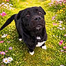 dog, black_dog, grass, flowers, wildflowers, outdoor, nature, greenery, pet, canine, garden, spring, cute, animal, closeup, portrait, paw, pathway, summer, adorable