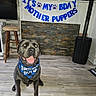 animal, bandana, banner, birthday, blue, canine, celebration, decorations, dog, floor, funny_text, happy, home, indoor, pet, pet_accessory, smiling, stone_wall, tongue_out, wooden_stool