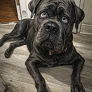 Blue joined the competition — help win amazing prizes! dog, puppy, indoor, floor, wooden_floor, black_dog, wrinkled_face, blue_eyes, pet, canine, collar, looking_up, lying_down, expression, animal, companion, cute, domestic_animal, portrait, house