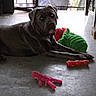 animal, background, black_dog, calm, chew_toy, concrete_floor, curious, dog, domestic, doorway, floor, home, indoor, laying_down, light_reflection, pet, plush_toy, resting, shadow, toys
