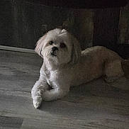 Truth joined the competition — help win amazing prizes! dog, pet, indoor, floor, white_dog, fluffy, canine, resting, animal, companion, curious, fur, cute, laying_down, looking_up, domestic, quiet, shadow, wooden_floor, small_dog