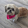 Heaven is registered to the contest to win money with this photo: dog, pet, bandana, pink, fur, groomed, floor, wooden_floor, cute, small_dog, looking_up, indoors, animal, companion, domestic_animal, friendly, adorable, close_up, portrait, shih_tzu