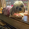 Heaven is registered to the contest to win money with this photo: dog, pet, window, sunlight, pink_dress, fur, indoor, curious, small_dog, mesh_screen, wooden_sill, house, daylight, animal, cute, resting, portrait, domestic, canine, costume