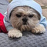 dog, hoodie, pet, sleepy, cozy, fur, paws, blanket, indoor, cute, animal, resting, relaxed, brown, small_dog, canine, textured, fabric, portrait, wearing_clothes