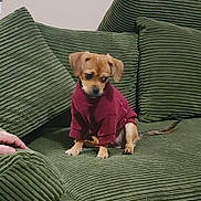 Peeka is registered to the contest to win money with this photo: animal, black_nose, brown_fur, clothing, corduroy, couch, cozy, cute, dog, floppy_ears, green, indoor, paws, pet, portrait, puppy, red_sweater, sitting, small_dog, sofa